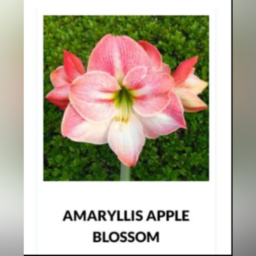 Amaryllis Flowering Bulb Plant